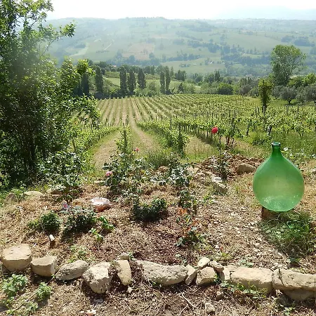 Vigna Della Ripa Cupramontana
