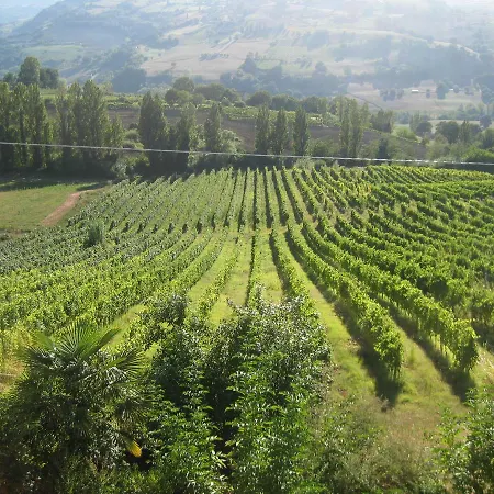 Vigna Della Ripa