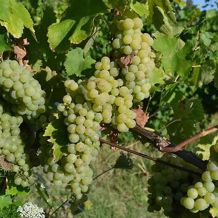 Vigna Della Ripa *
