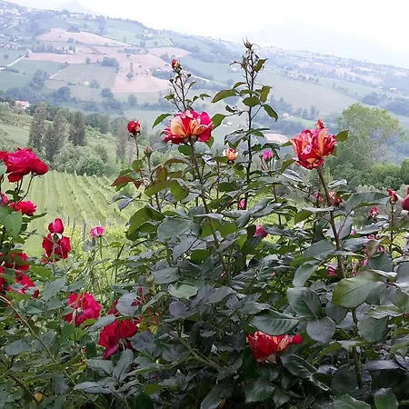 Vigna Della Ripa Lantgård Cupramontana